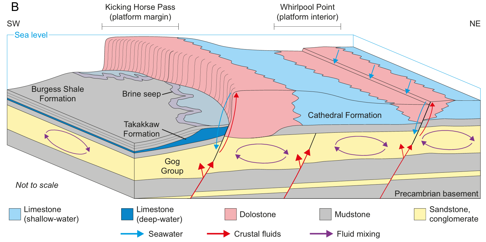 Three-dimensional block diagram showing seawater recharge and upwelling crustal fluids mixing along fault networks at depth.