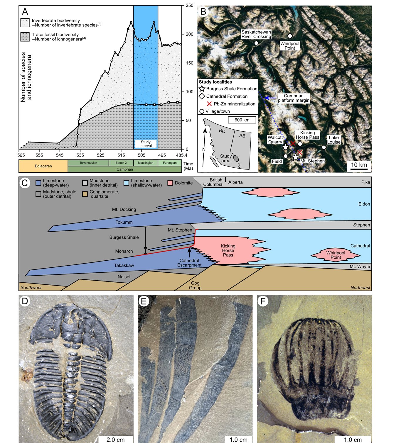 Map and schematic cross-section of the southern Rocky Mountains study area showing Cathedral Formation dolomite bodies interfingering with the Burgess Shale Formation, alongside photographs of Burgess Shale fossils including a trilobite, sponge, and comb-jelly.