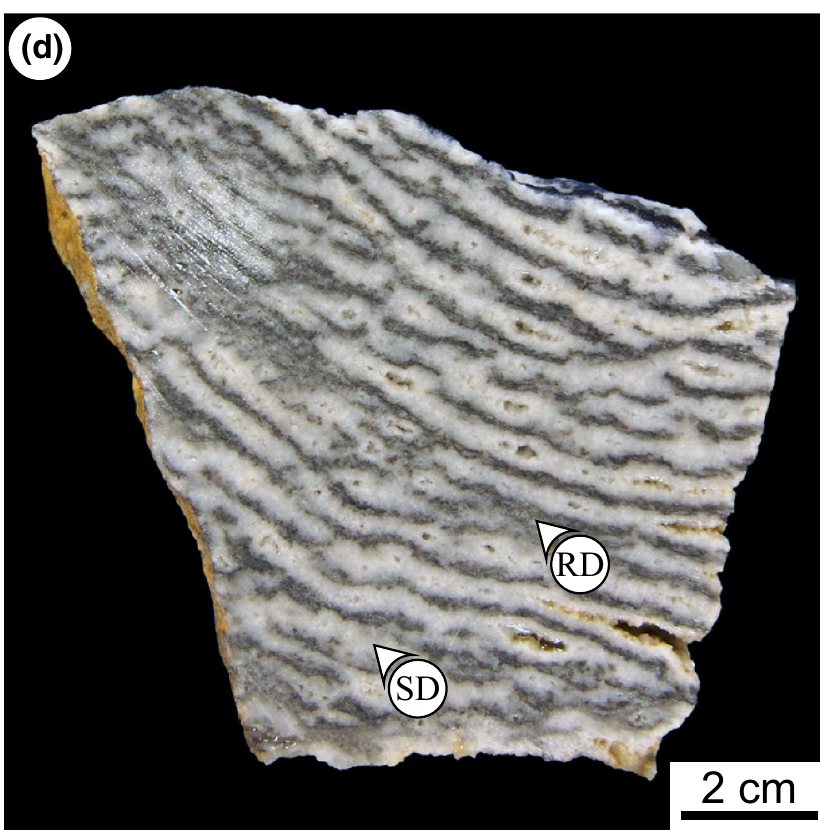 Photograph of a banded, zebra-textured dolomite hand sample showing alternating pale and dark grey stripes.
