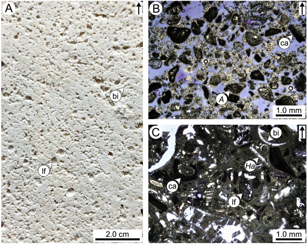 Core photograph and thin-section photomicrographs of dolomitized Cayman Formation facies, showing recognizable skeletal grains including bivalves, coralline algae, and large benthic foraminifera despite complete dolomitization.