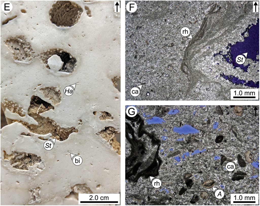 Additional core photograph and thin-section photomicrographs of dolomitized Cayman Formation facies, showing preserved coral, algal, and foraminiferal grains.