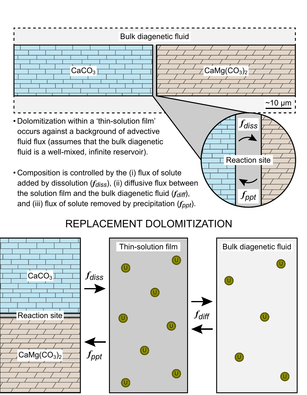 Schematic diagram of a thin solution film at the dolomitization reaction interface, showing uranium atoms moving between the dissolving parent carbonate, the solution film, and the bulk diagenetic fluid before being incorporated into the growing dolomite.